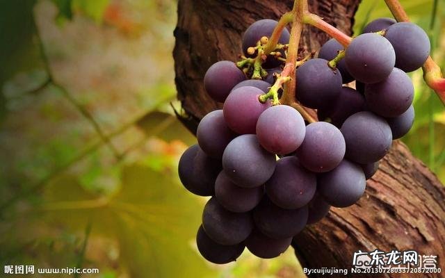 孕晚期可以吃葡萄吗？孕妇不能吃哪些水果？