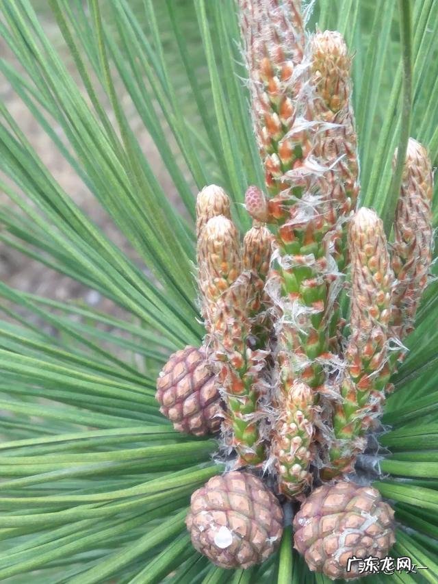 有人说给儿子找媳妇，不但女方要好关键还要看丈母娘人品，对吗？