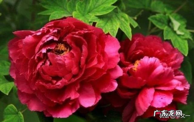 有人说给儿子找媳妇，不但女方要好关键还要看丈母娘人品，对吗？