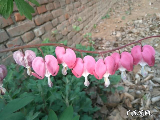 有人说给儿子找媳妇，不但女方要好关键还要看丈母娘人品，对吗？