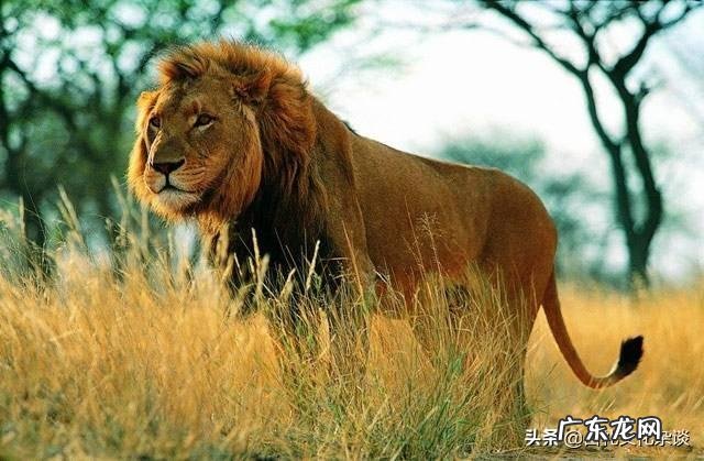 狮子究竟是猫科动物还是犬科动物?