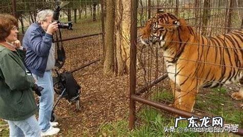 狮子究竟是猫科动物还是犬科动物？