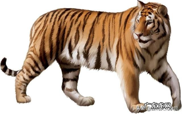 狮子究竟是猫科动物还是犬科动物?