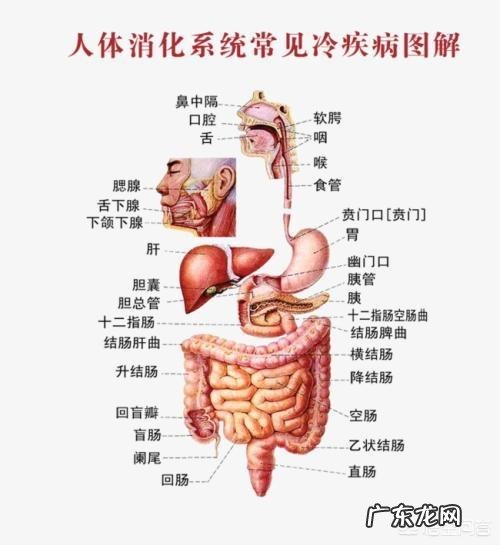 有些人认为吗丁啉副作用多,那它的替代品有哪些值得推荐?