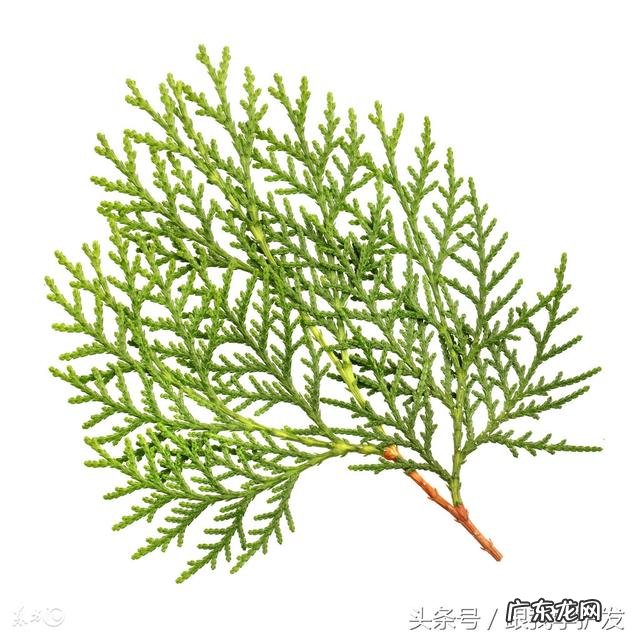 洗发常识大全 分享一个洗发常识