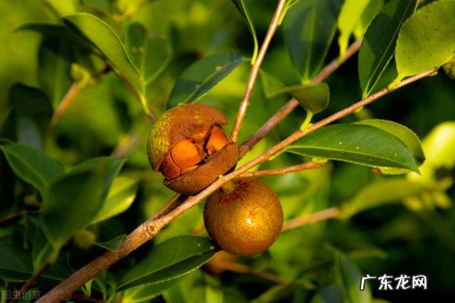 可以用香皂来洗头发吗 没有洗发水香皂能洗头发么
