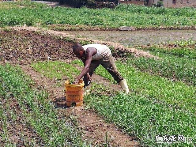 非洲土地如此肥沃,为什么有些人还会被饿死