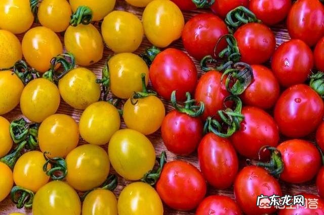 小西红柿 圣女果是水果还是蔬菜?