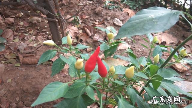 中国有哪些外来引进的农作物?