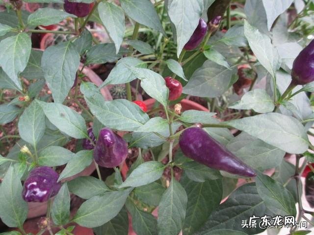 中国有哪些外来引进的农作物?