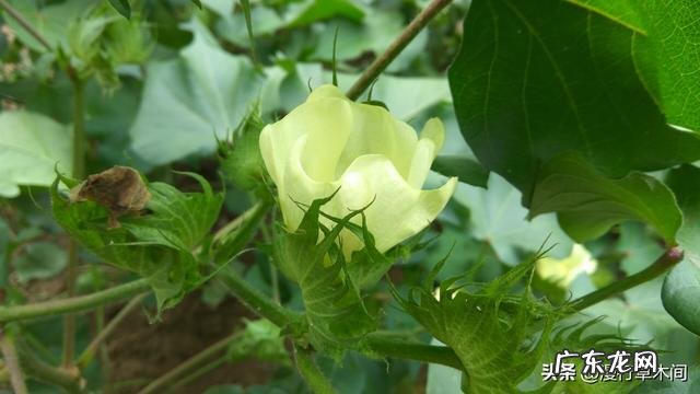 中国有哪些外来引进的农作物?