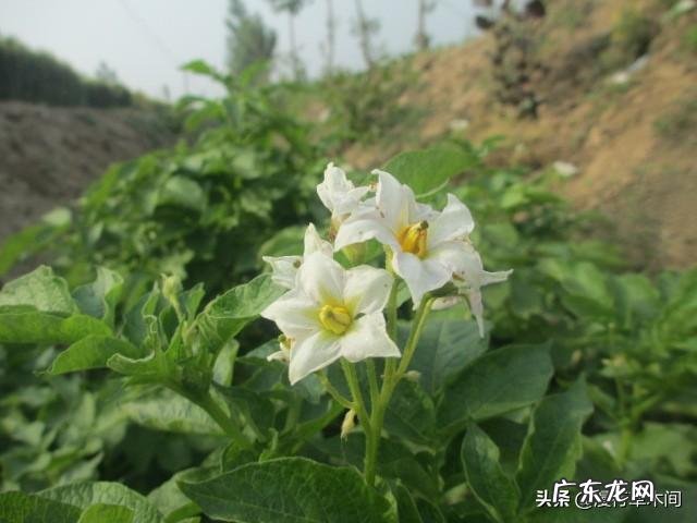 中国有哪些外来引进的农作物?