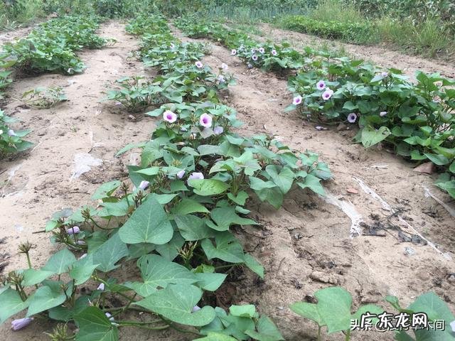 中国有哪些外来引进的农作物?