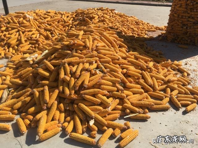 中国有哪些外来引进的农作物?