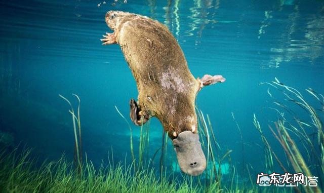 为什么感觉重力不作用于火,火焰会向上蹿