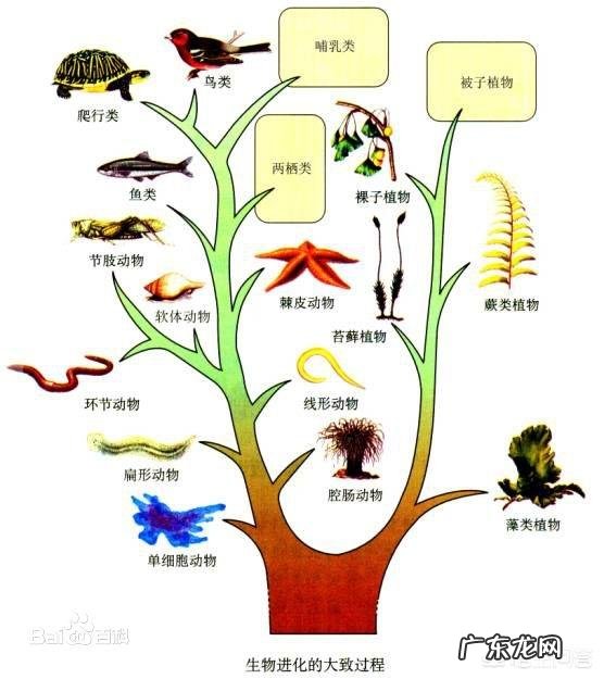 为什么感觉重力不作用于火,火焰会向上蹿