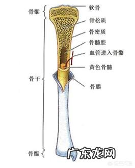 不同项群运动员的营养代谢特点和需要？