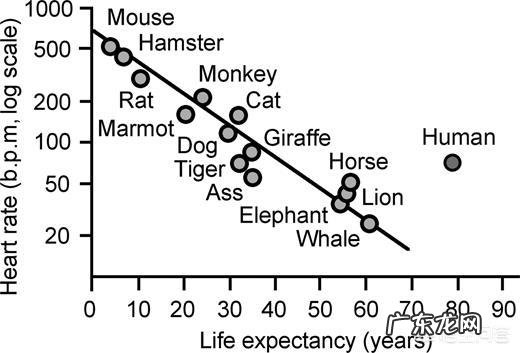 有人说心率快的人寿命短，是真的吗？