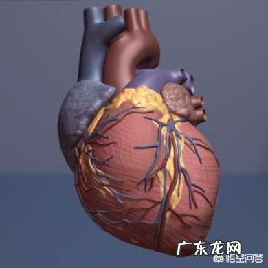 有人说心率快的人寿命短，是真的吗？