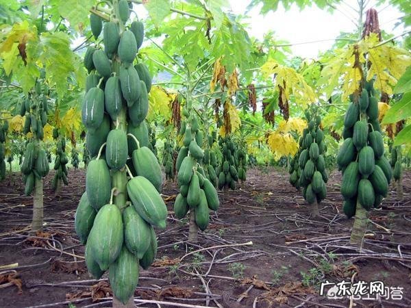 天太热,水果坏的太快了,咋办呢?