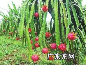 糖尿病人可以吃火龙果吗?