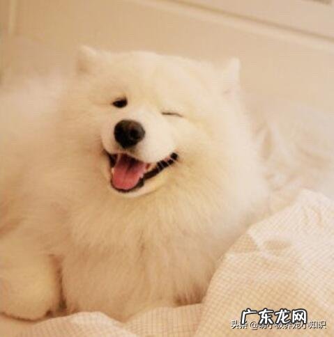 两个月萨摩耶狗狗太瘦怎么办