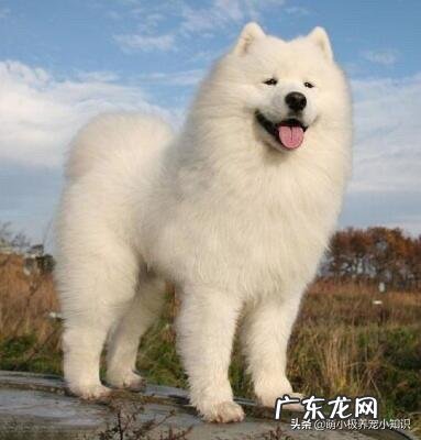 两个月萨摩耶狗狗太瘦怎么办