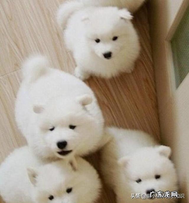 两个月萨摩耶狗狗太瘦怎么办