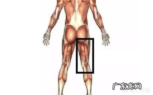 健身车一般锻炼人体什么部位?