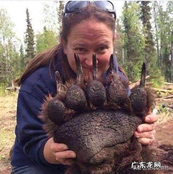 科迪亚克棕熊打得过湾鳄吗为什么