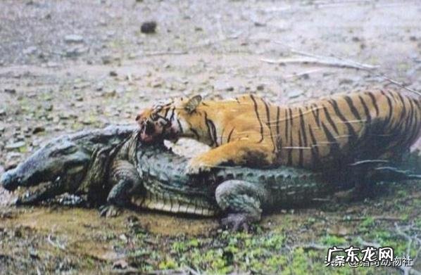 科迪亚克棕熊打得过湾鳄吗为什么