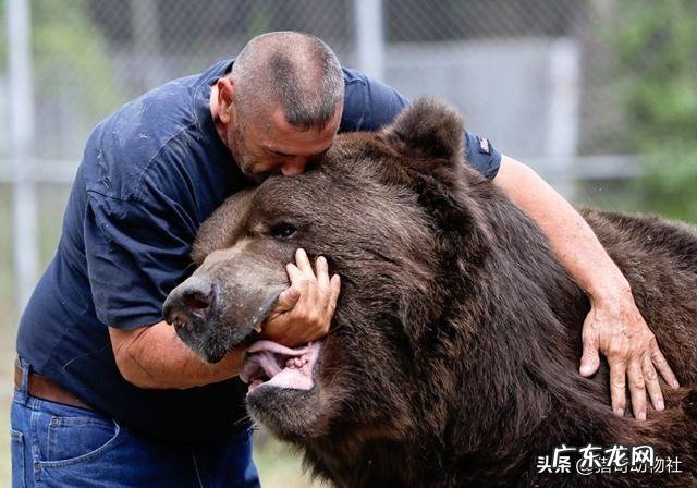 科迪亚克棕熊打得过湾鳄吗为什么