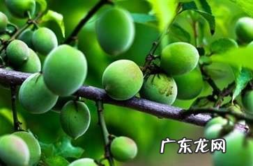 随便果到底是真是假 随便果百科