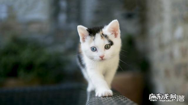 猫有哪些不为人知的生理特点新手如何科学饲养猫咪
