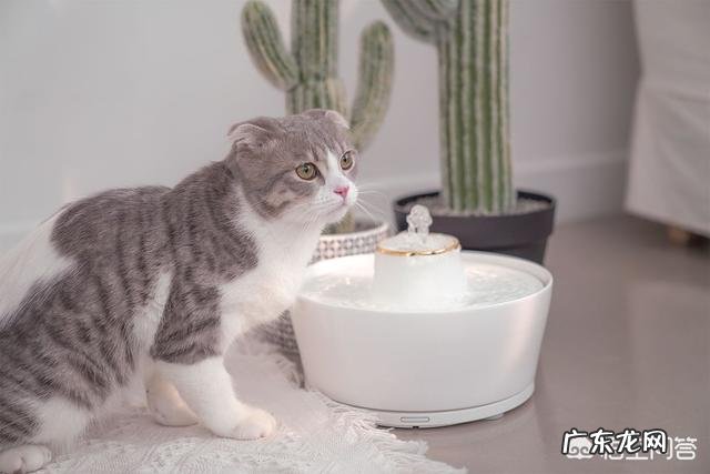 猫有哪些不为人知的生理特点新手如何科学饲养猫咪