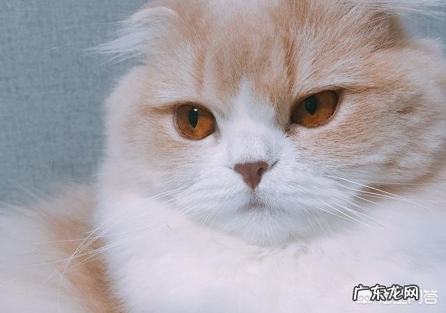 猫有哪些不为人知的生理特点新手如何科学饲养猫咪