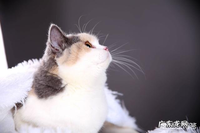 猫有哪些不为人知的生理特点新手如何科学饲养猫咪