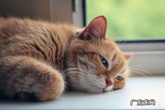 猫有哪些不为人知的生理特点新手如何科学饲养猫咪