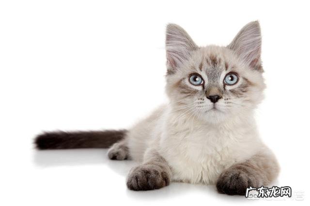 猫有哪些不为人知的生理特点新手如何科学饲养猫咪