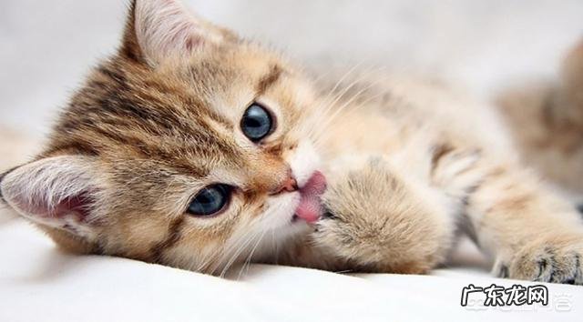 猫有哪些不为人知的生理特点新手如何科学饲养猫咪