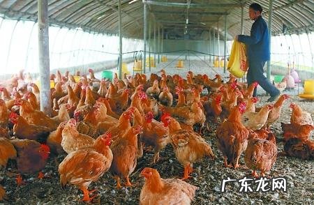 张伯伦体型竟比奥尼尔大一圈,把他放当今联盟还会那么神吗