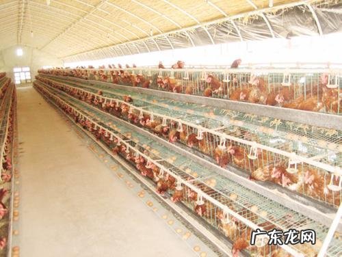 张伯伦体型竟比奥尼尔大一圈,把他放当今联盟还会那么神吗