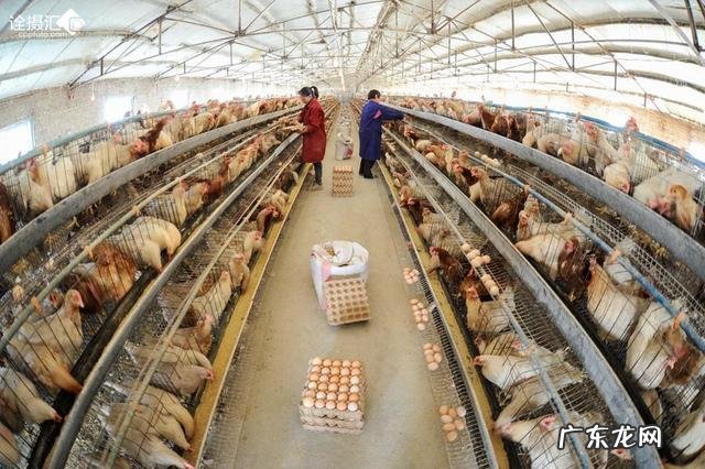 张伯伦体型竟比奥尼尔大一圈,把他放当今联盟还会那么神吗