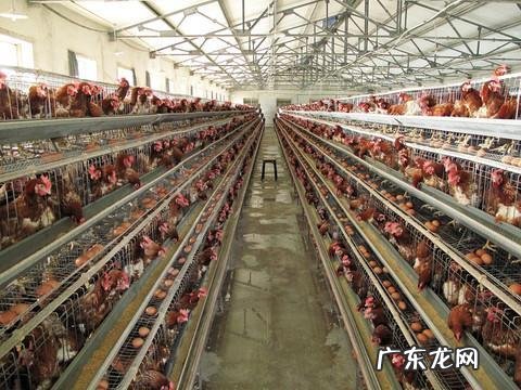 张伯伦体型竟比奥尼尔大一圈,把他放当今联盟还会那么神吗