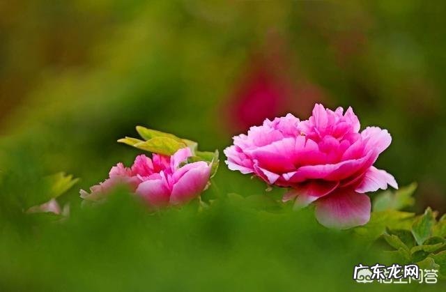 在美国女孩1米66算矮吗？