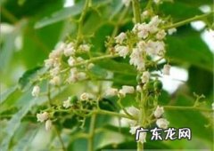 香椿花是什么样子图片 香椿花的功效与作用