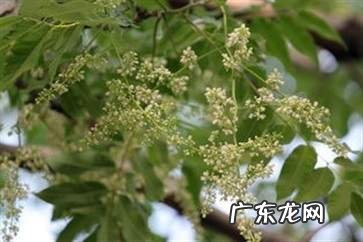 香椿花是什么样子图片 香椿花的功效与作用