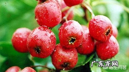 什么菜可以降血脂,可以减肥?