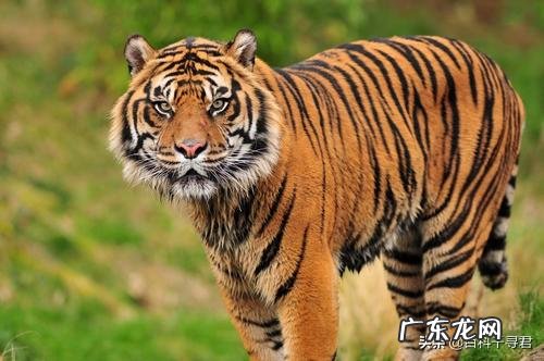 雪豹能打赢最小的老虎吗?两大“王者”单挑谁厉害?