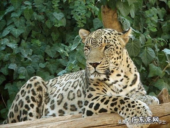 雪豹能打赢最小的老虎吗?两大“王者”单挑谁厉害?